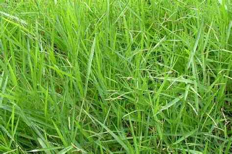  Urochloa 속 풀 - 가축 사료와 토양 개량에 최고의 선택은 무엇일까요?